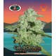 California Orange Cheese Big Buddha Seeds