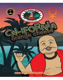 California Orange Cheese Big Buddha Seeds