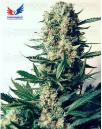 Critical #47 Positronics