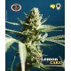 Sch' Lemon Cake Big Buddha Seeds