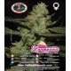 Strawnana Sundae Big Buddha Seeds