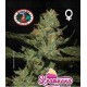 Strawnana Sundae Big Buddha Seeds