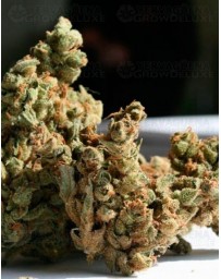 Amnesia Super Strains Seeds Outlet