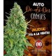 Auto Do-Si-Dos Cookies 00 Seeds Autofloreciente