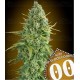 Auto Do-Si-Dos Cookies 00 Seeds Autofloreciente