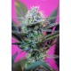 + Speed Sweet Seeds autofloreciente