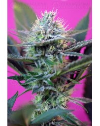 + Speed Sweet Seeds autofloreciente