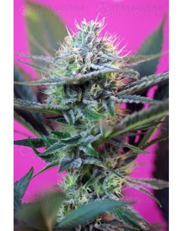 + Speed Sweet Seeds autofloreciente