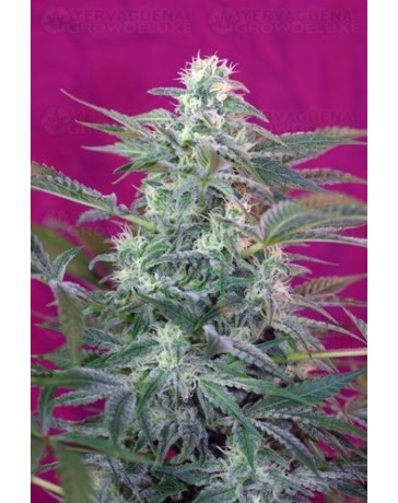 Big Foot Sweet Seeds