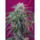 Green Poison Auto Sweet Seeds autofloreciente