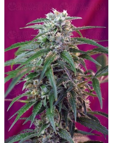 Green Poison Auto Sweet Seeds autofloreciente