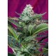 Mohan Ram Auto Sweet Seeds Autofloreciente