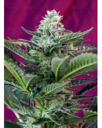 Mohan Ram Auto Sweet Seeds Autofloreciente