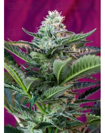 Mohan Ram Auto Sweet Seeds Autofloreciente