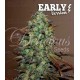 Eleven Roses Early Version Delicious Seeds