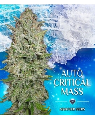 Auto Critical Mass Advanced Seeds