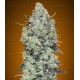 Auto Critical Mass Advanced Seeds