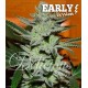 Unknown Kush Early Version Delicious Seeds