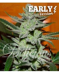 Unknown Kush Early Version Delicious Seeds