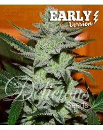 Unknown Kush Early Version Delicious Seeds
