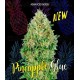 Pineapple Glue Advanced Seeds