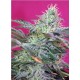 Sweet Cheese Sweet Seeds autofloreciente