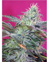 Sweet Cheese Sweet Seeds autofloreciente