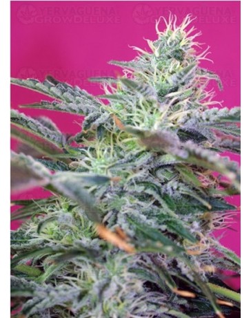 Sweet Cheese Sweet Seeds autofloreciente