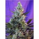 Sweet Skunk Sweet Seeds autofloreciente