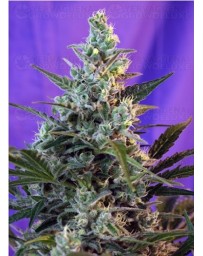 Sweet Skunk Sweet Seeds autofloreciente