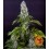 Tropicanna Banana Barney's Farm