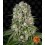 Tropicanna Banana Barney's Farm