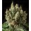 Txerry Bilbo Haze Genehtik