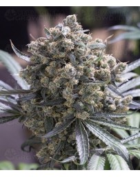 Fast Flowering Green Crack Humboldt Seeds