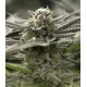 Fast Flowering OGKZ Humboldt Seeds