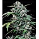 Maxi Haze Auto Grassomatic Autofloreciente