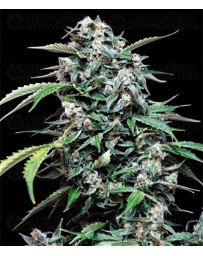 Maxi Haze Auto Grassomatic Autofloreciente