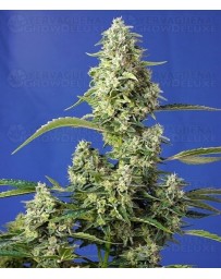 Gorilla Girl XL Auto Sweet Seeds