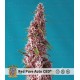 Red Pure Auto CBD Sweet Seeds