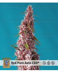 Red Pure Auto CBD Sweet Seeds
