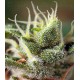 Gorilla Girl F1 Fast Version Sweet Seeds