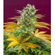 Gorilla Girl F1 Fast Version Sweet Seeds