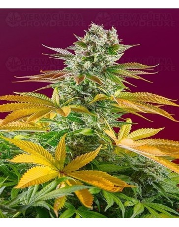 Gorilla Girl F1 Fast Version Sweet Seeds