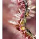 Tropicanna Poison F1 Fast Version Sweet Seeds