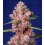 Tropicanna Poison F1 Fast Version Sweet Seeds