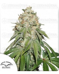 Banana Blaze Dutch Passion