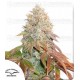 Auto Banana Blaze Dutch Passion