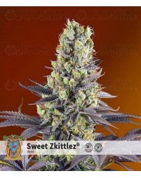 Sweet Zenzation Sweet Seeds