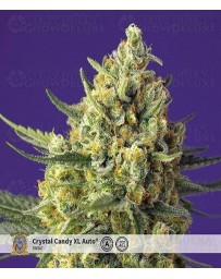Crystal Candy XL Auto Sweet Seeds