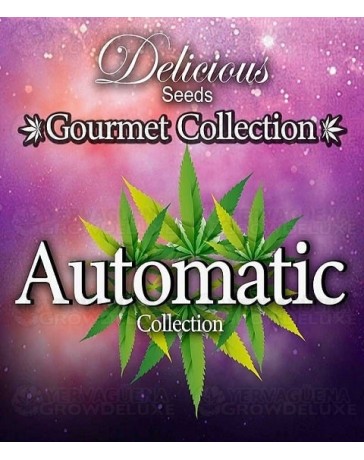 Gourmet Collection Auto 1 Delicious Seeds Autofloreciente